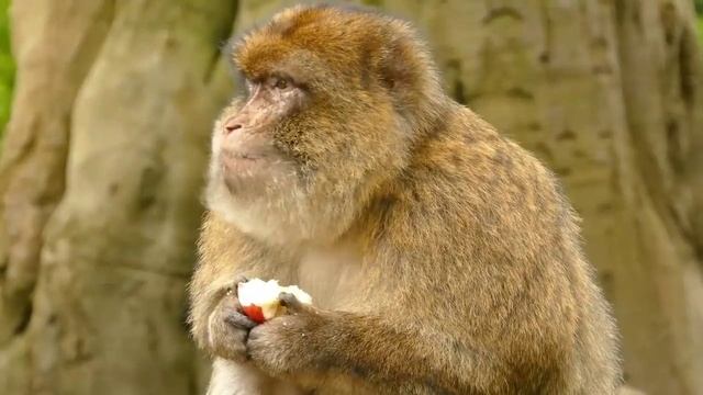 A for Apple|B for ball|Learn English Alphabets AtoZ| #kids #kidseducation #kidslearningvideos смотреть онлайн