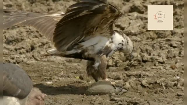 Planeta animal - lei da sobrevivência смотреть онлайн