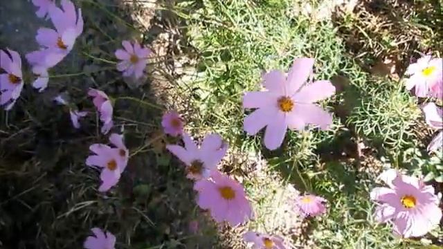 Проданное имя Абстрактный видеоклип смотреть онлайн