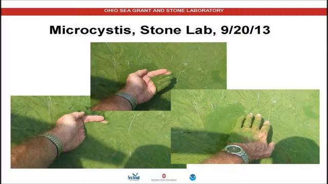 Dr. Jeffrey Reutter: Halting Harmful Algal Blooms смотреть онлайн