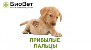 Прибылые пальцы у собак