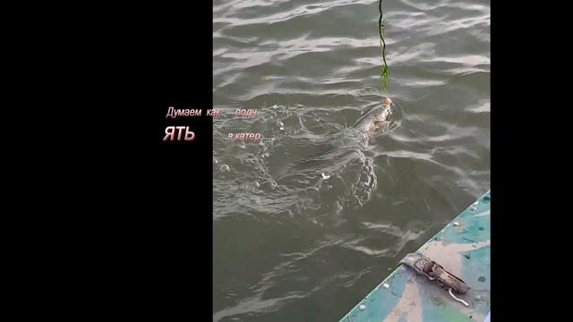 Ловля кефали на Дону. смотреть онлайн