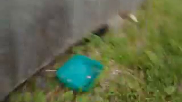 Вася,Петух смотреть онлайн