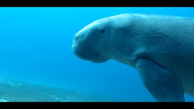 Malikia Abu Dabbab. Марса Алам. Прямые рейсы из Минска с АэроБелСервис. смотреть онлайн