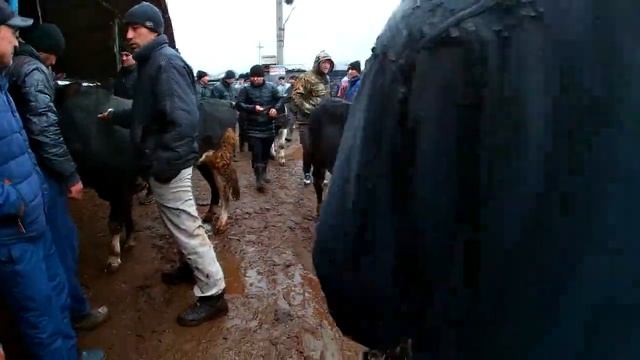 Молбозор🐃13.02.2022. Живой вес, цены на быки пошли вверх. Нархи буқаҳо камтар боло рафт. 🇹🇯