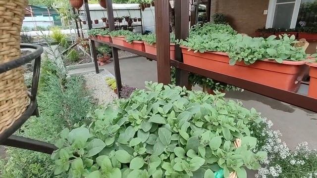 Как правильно удобрять петунию после высадки на пмж. Прищипка петунии без секретов. Обзор петуний.