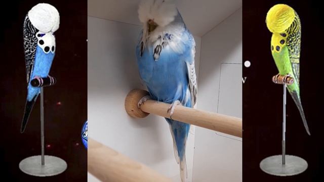 World Online Budgie Show inscription 78 WOBS Budgie Planet 2021 смотреть онлайн