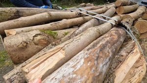 Заготовка дров в лесу часть 2.