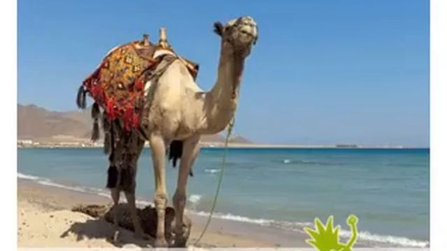 Offerte FORMULA ROULETTE Marsa Alam Mar Rosso by Olta = On Line Travel Agency #453 смотреть онлайн