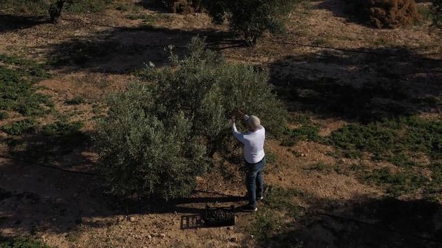 B&B Tres Molinos HD olivos смотреть онлайн