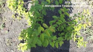 Алыча Кубанская комета 31 08 2023