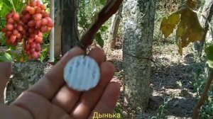 Про виноград Дынька