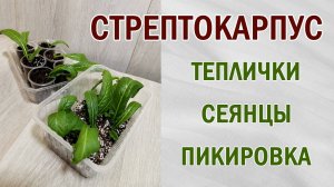 Стрептокарпусы в тепличке. Субстрат. Пикировка. Сеянцы. Как вырастить стрептокарпус из семян.