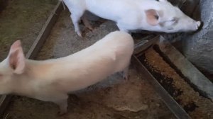 Чем кормить свиней для набора веса. Село Пацана