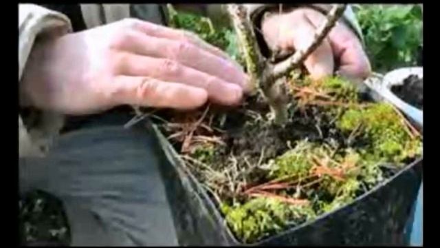 Посадка хвойных. Почему не приживаются смотреть онлайн