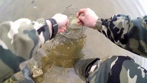 Крупная густера на донку р.Сылва