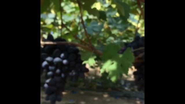 Новічок ( Калугіна В.М) спогади смотреть онлайн