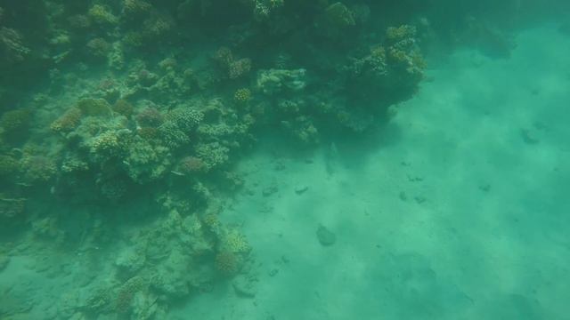 Marsa Alam Snorkeling