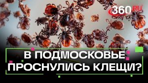 Из-за аномально теплой погоды в центральной России проснулись клещи. Мнение подмосковного Минздрава