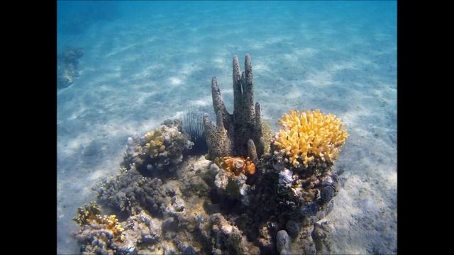 Egypt Marsa Alam Sentido Rudé moře 2017 смотреть онлайн