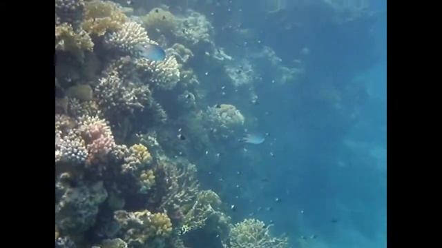 SHARM EL LULI, MARSA ALAM - Barriera corallina смотреть онлайн