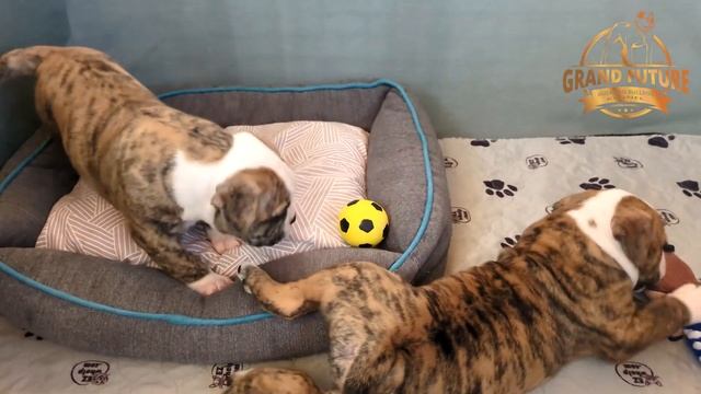 American Bulldog Puppies - Grand Future Yellowstone, Yukon, and Yosemite смотреть онлайн