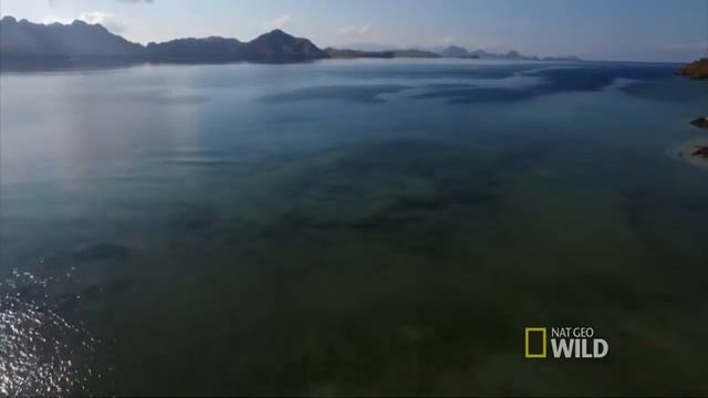 Planeta Terra - A Ilha dos Dragões- Celebridades TV смотреть онлайн