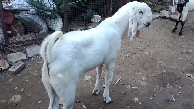 Malum hai na white Munda long lenght goat смотреть онлайн