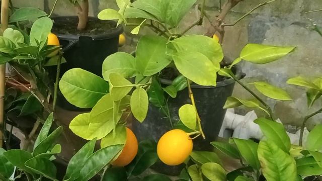 VID 20211120 1519491 20 ноября на улице снегопад, заглянем в оранжерею там зреют лимоны. смотреть онлайн