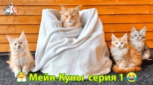 Мейн-кун кот выпуск 1 выдержка кота Отца 😹🤗❣️