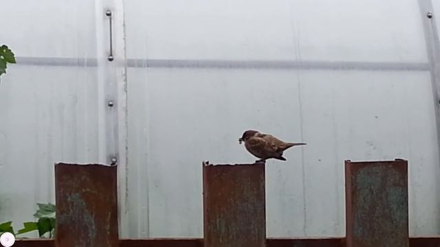 Воробей смотреть онлайн