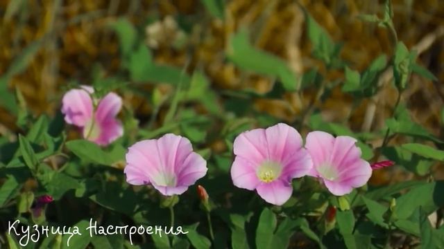 10 мая Светлая Пятница. Что нельзя делать 10 мая в Светлую Пятницу. Народные Приметы и традиции Дня