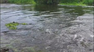 Широка река ! Глубока ! - Саша Рычкова (Какая Песня ! Какая Красота !) ПРЕМЬЕРА КЛИПА !