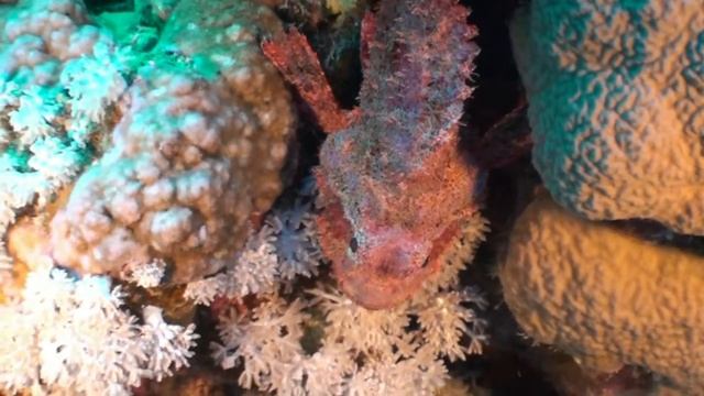 Marsa Alam Zerib Kebir Maheleg смотреть онлайн