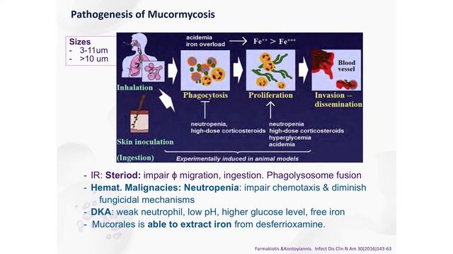 Mucormycosis and pythiosis – new insights by Dr Chindamporn смотреть онлайн