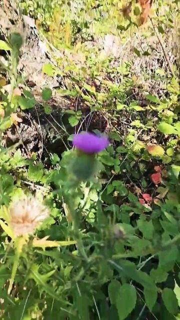 note to self look up plant type and properties смотреть онлайн