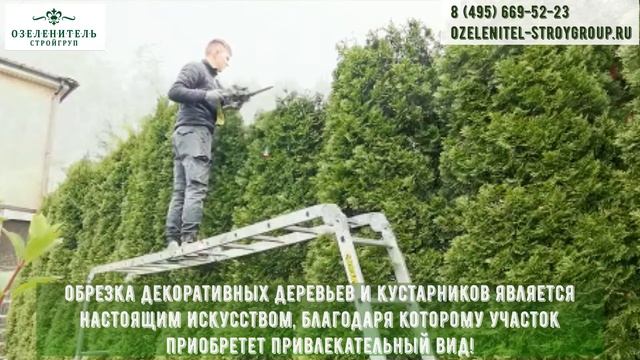 Обрезка хвойных деревьев и кустарников на дачных участках. Услуги Агрономов и садовников.
