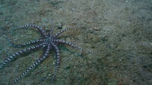 Что Будет, Если Осьминог не Умрет до 5 Лет?