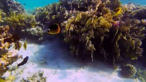 coral reef marsa alam