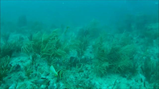 West Palm Beach - Drift Diving 11/7/14 смотреть онлайн