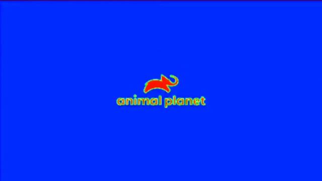 Заставка Animal planet С Эффектами N°1 Screensaver Animal planet With Effects N°1 смотреть онлайн