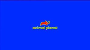 Заставка Animal planet С Эффектами N°1 Screensaver Animal planet With Effects N°1