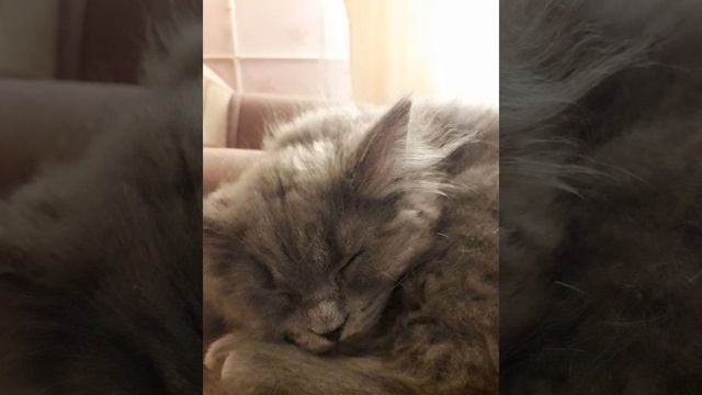 кот Ашот смотреть онлайн