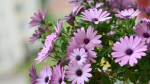 Музыка Сергей Чекалин! Потрясающая Музыка для души, Согревающая сердце и за душу берет...релакс