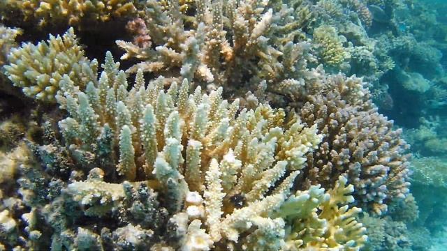 Concorde Moreen Beach Marsa Alam April 2019 4K смотреть онлайн