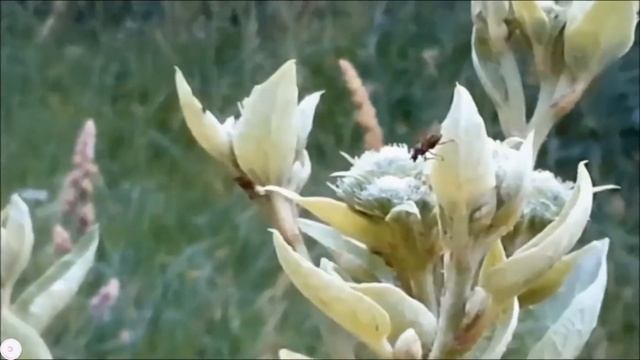 Насекомые в парке смотреть онлайн