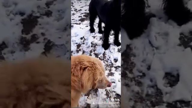 Настроение 🔥#РэмЯкутск #венера смотреть онлайн