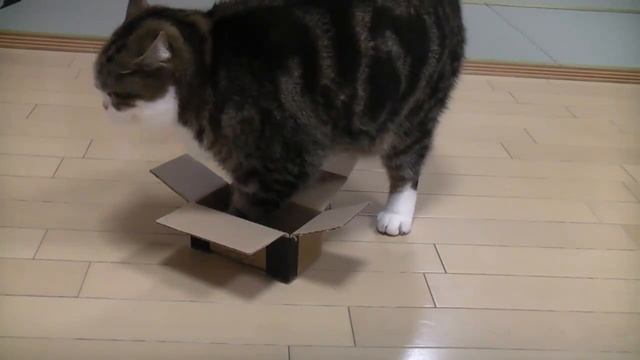 mary_&_korobky.flv смотреть онлайн