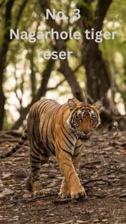 Top 5 tiger reserves in india #tiger #wildlife