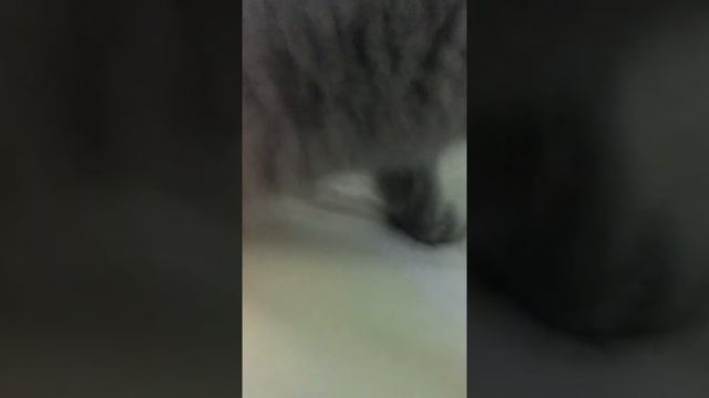 Мой Маркиз крадёт конфету смотреть онлайн